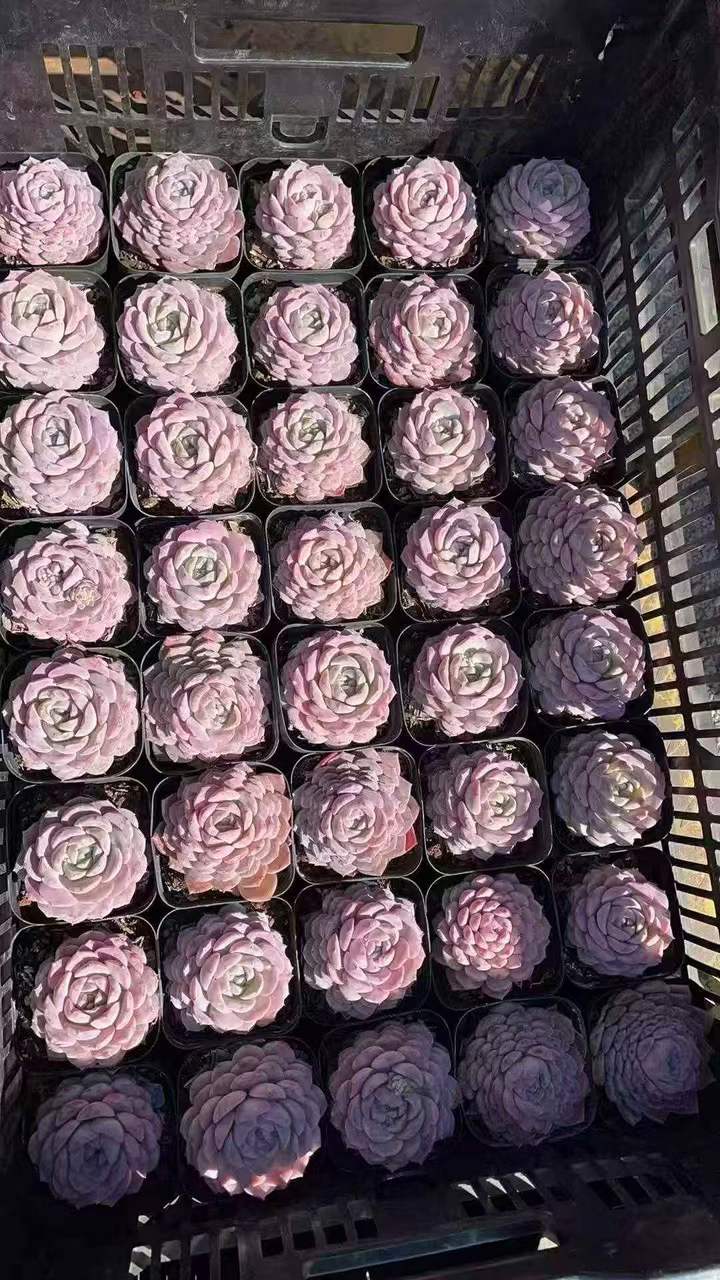 262821 アメイジンググレイス