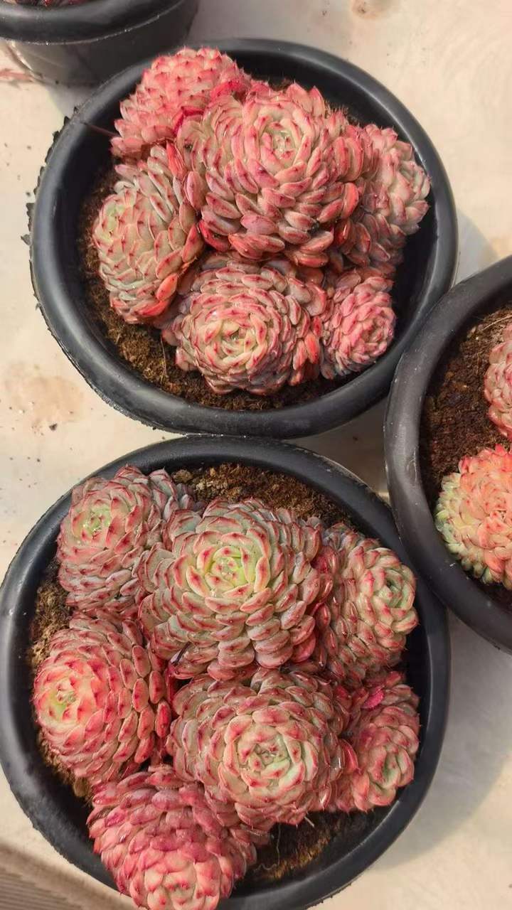 26560 ワイト ファット