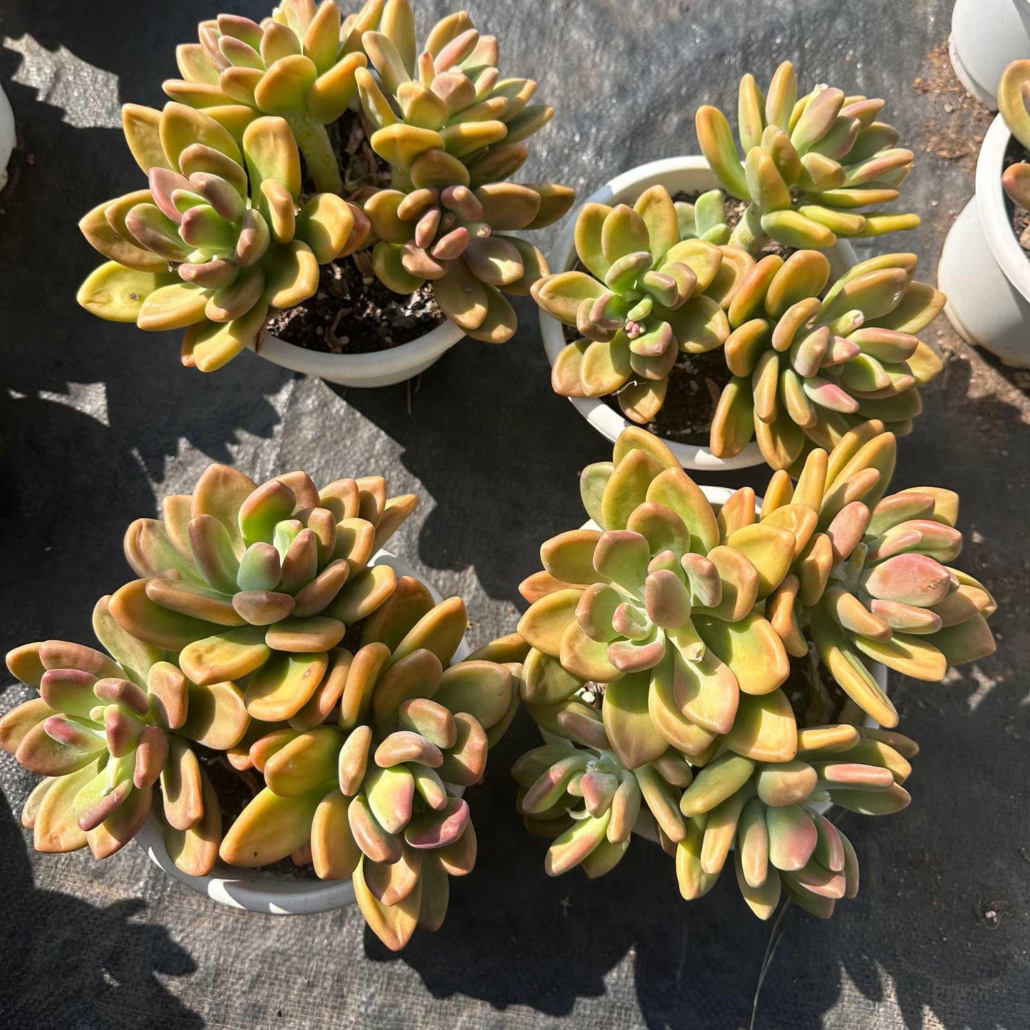 360055 KKビューティー