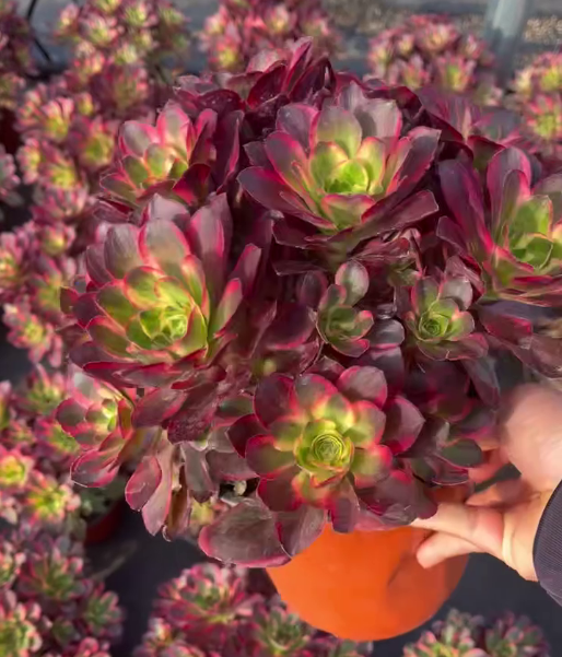 26554 ブレシング