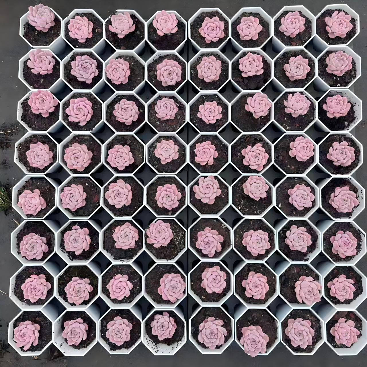 YBB190 アメイジンググレイス(7cm pot)