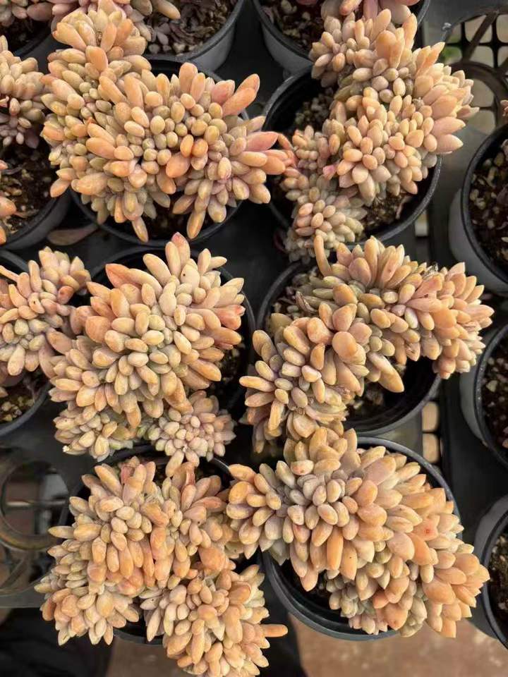 263861 ドランケンビューティー 綴化