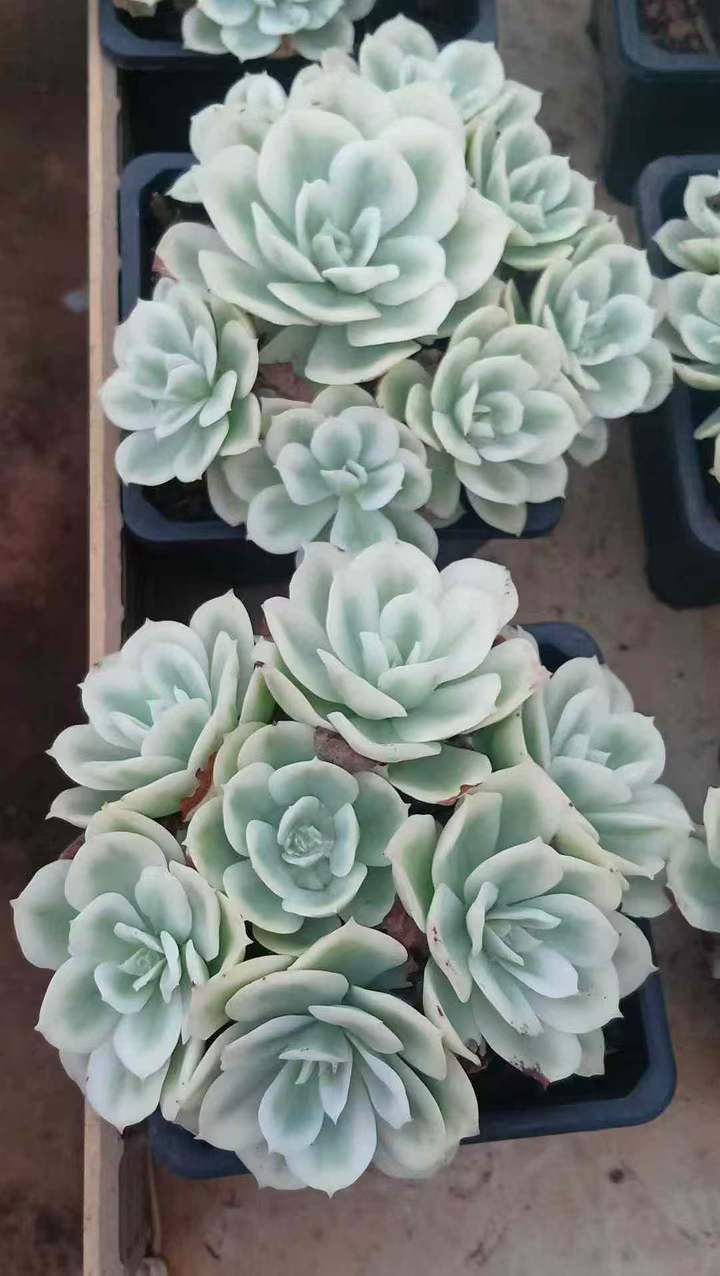 26583 レモンローズ錦