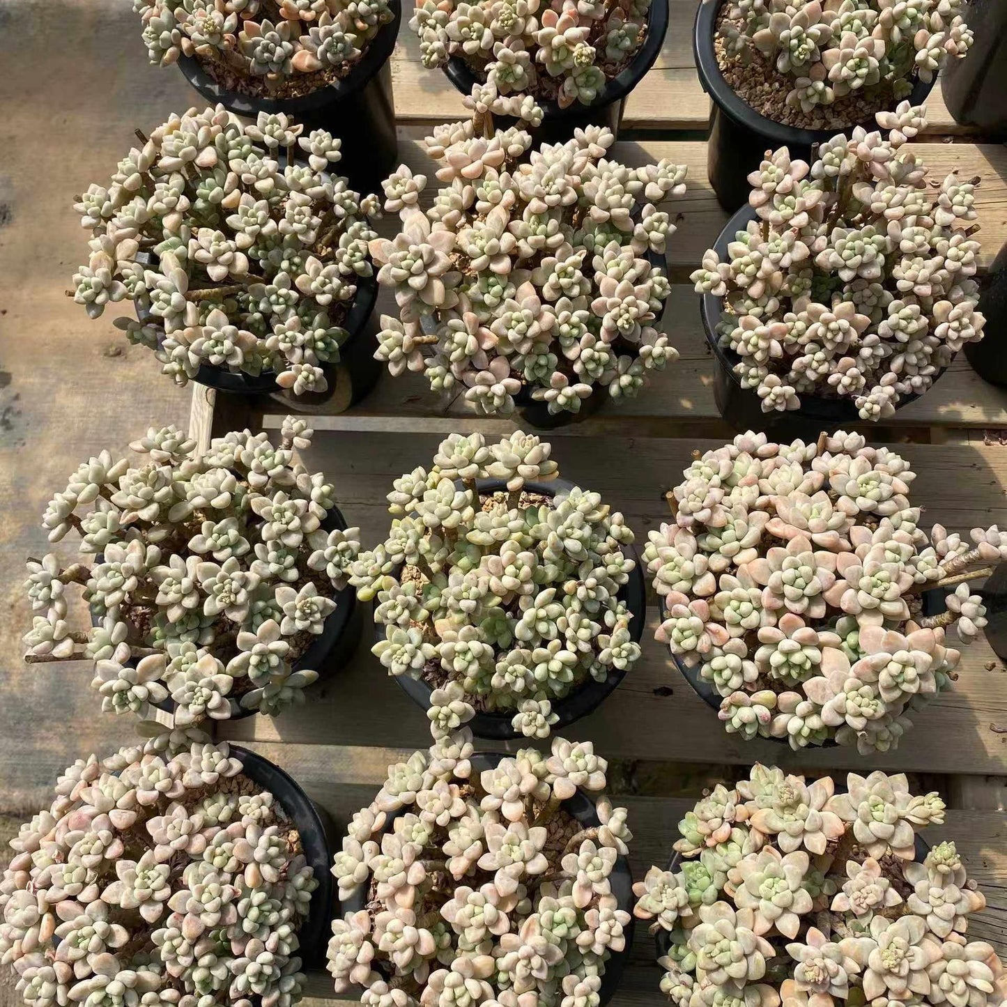 360047 チーズケーク