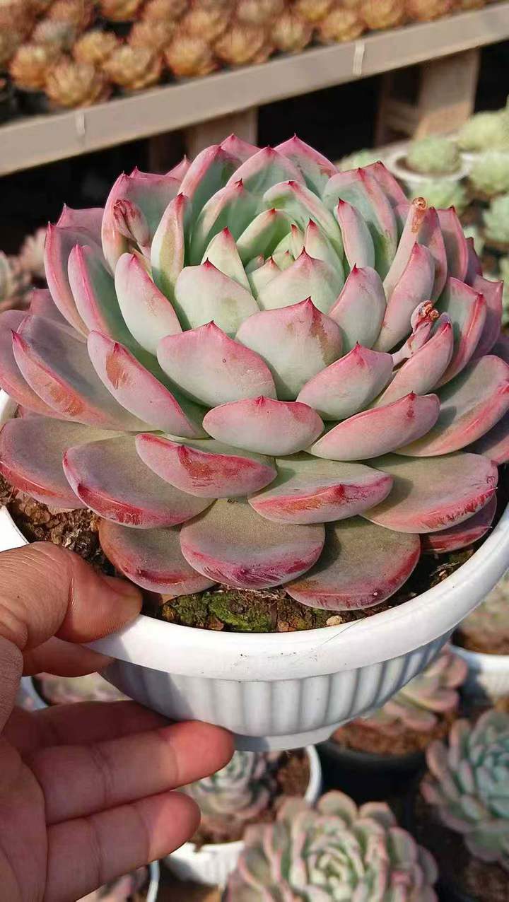 26582 ラッキー スター