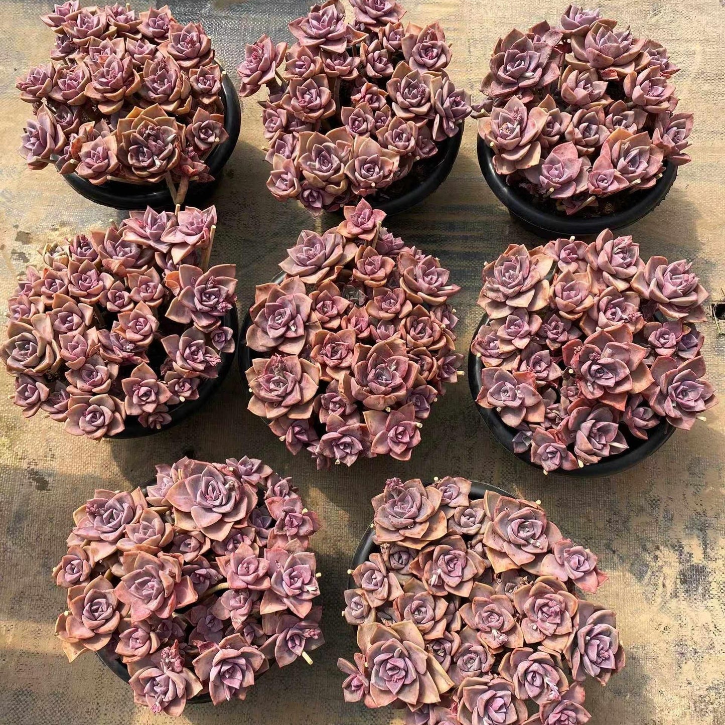 360041 レインボーシュガー