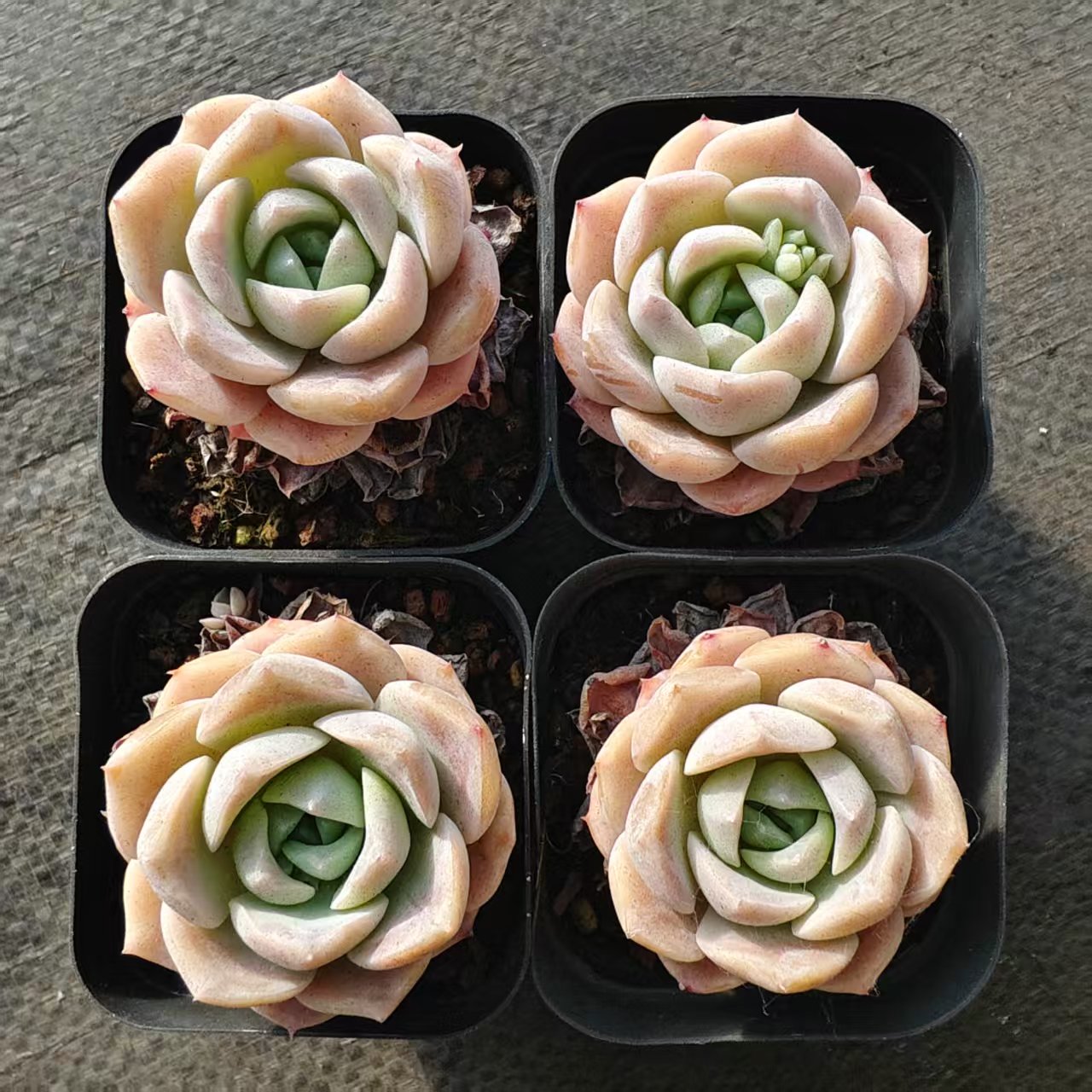 80552 エリー クィーン