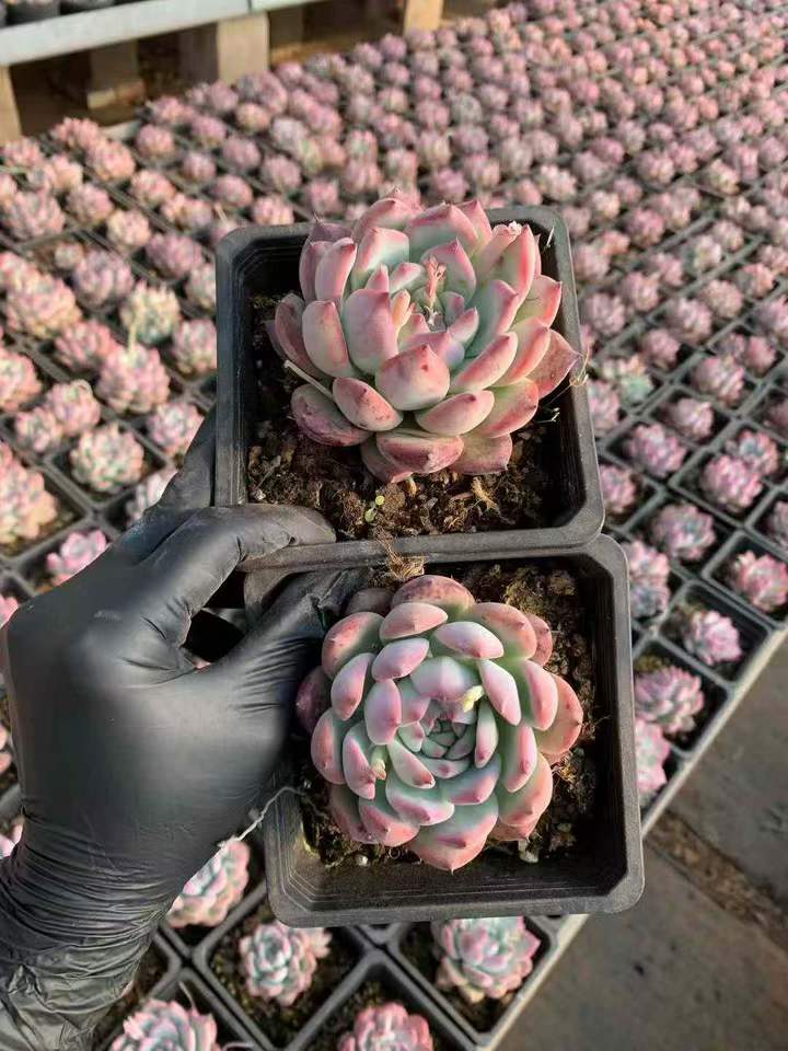 26542 オリジナル コーローラッター