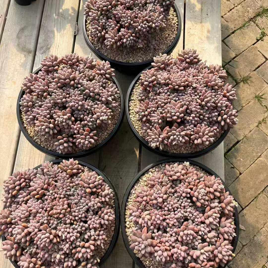 360033 ホシタロウ