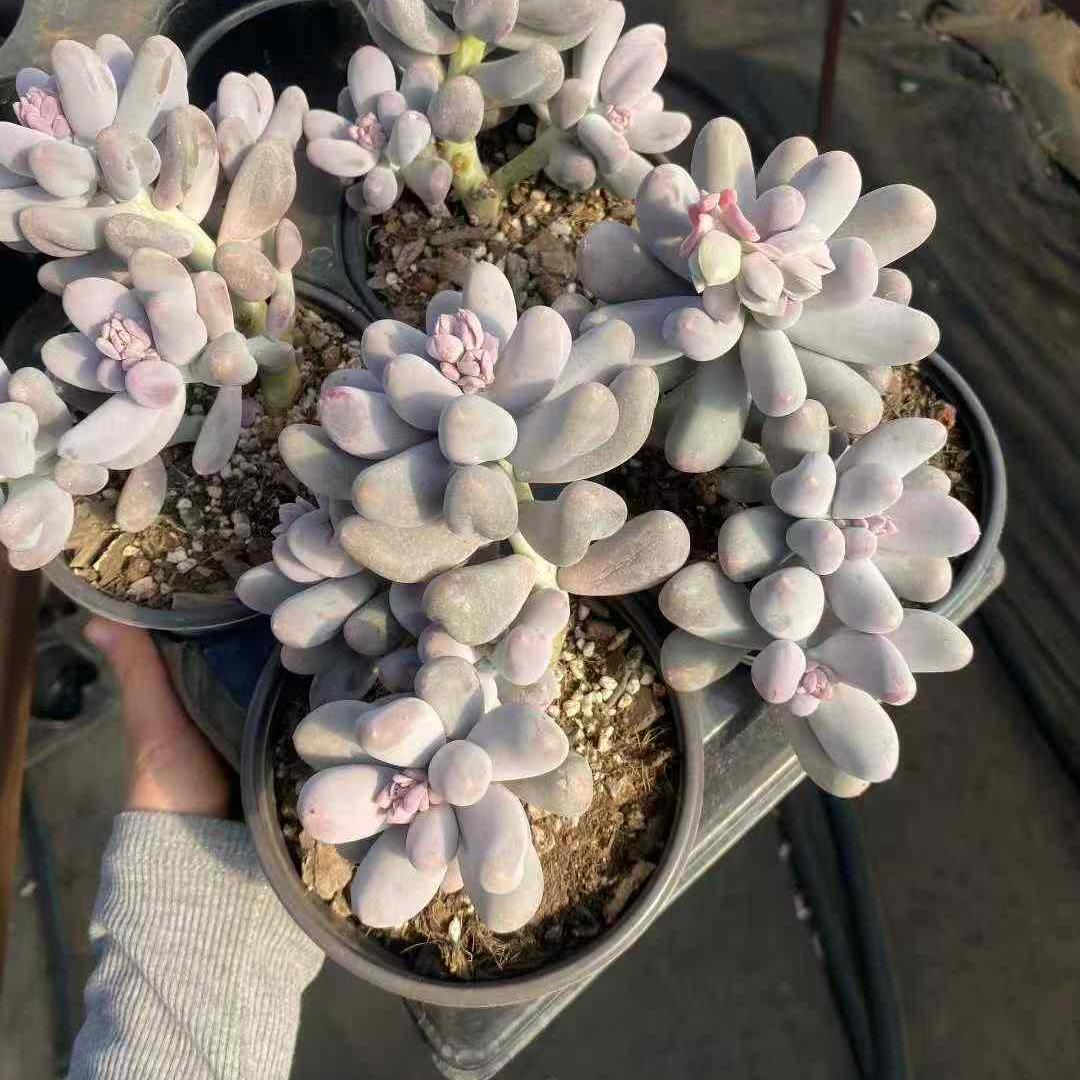 360003 ミコ チーズ