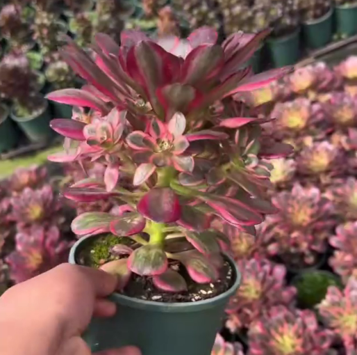 263611 ブレシング