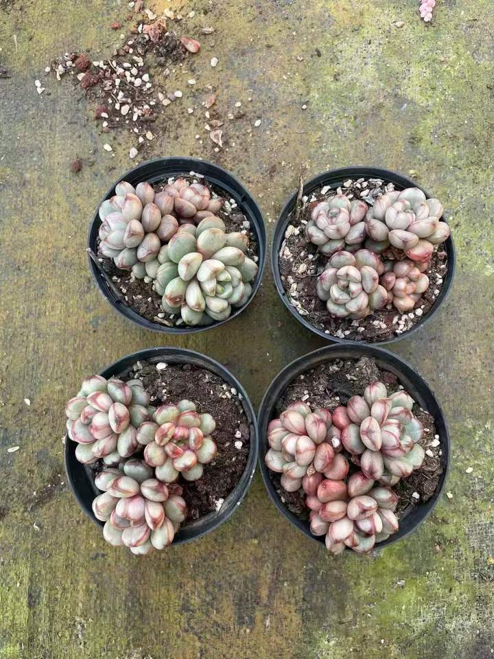 263261 アメトルム