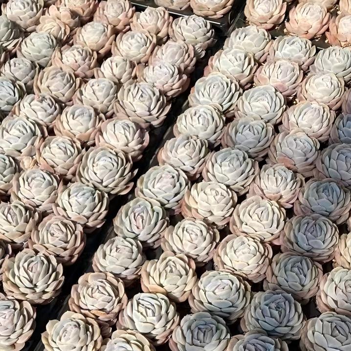 20428 ポトシナ(3cm pot)