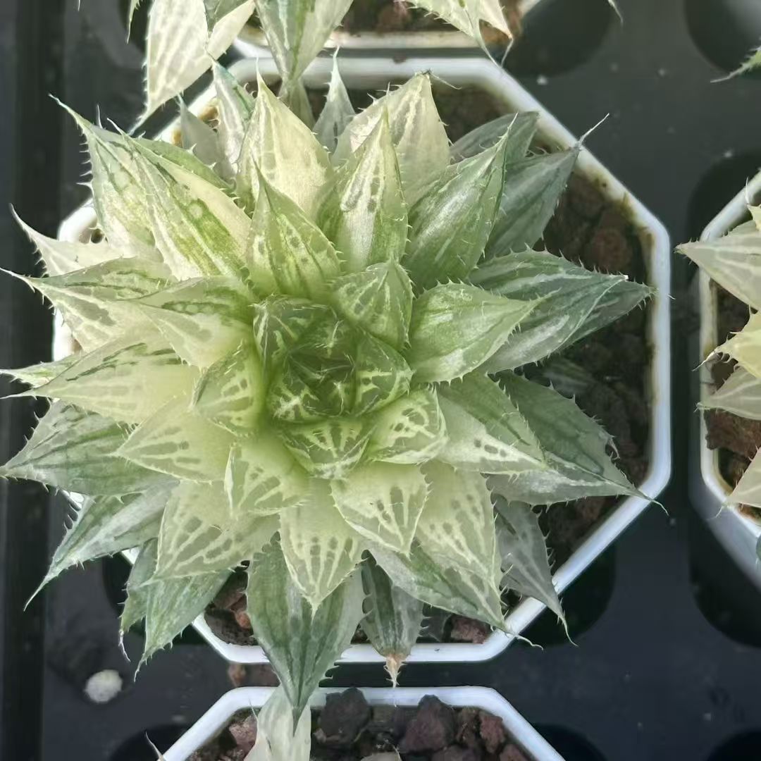 362860 カラエンシス錦