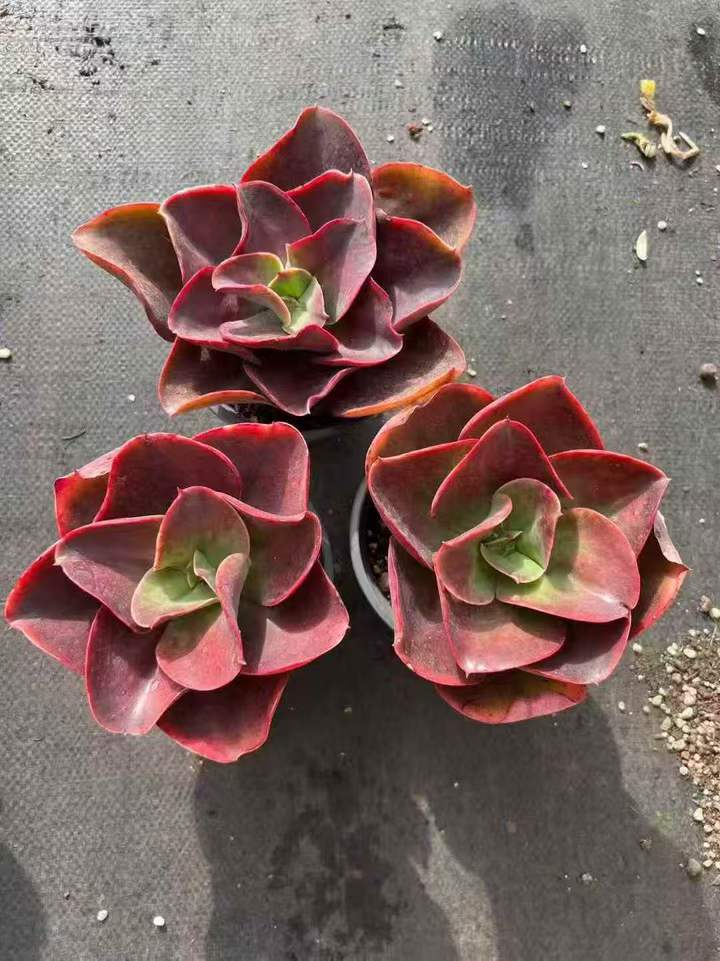 263461 レッドグラス