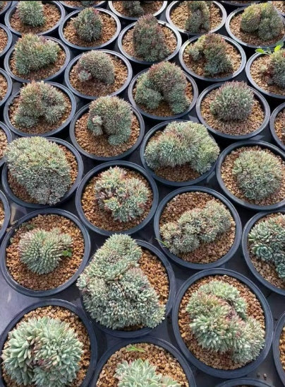 112670 オリジナルザラゴーサ綴化