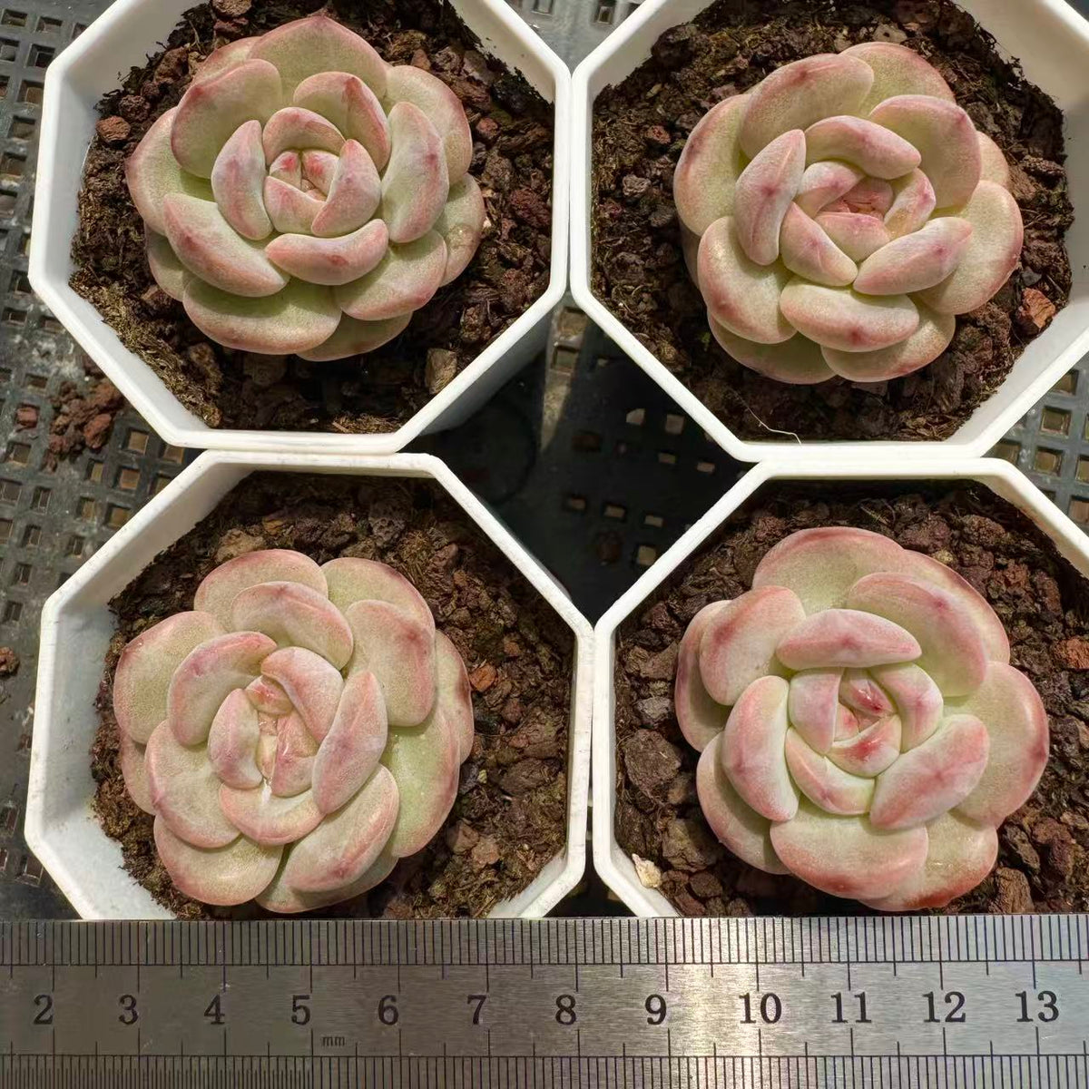 362159 クリーム ベル