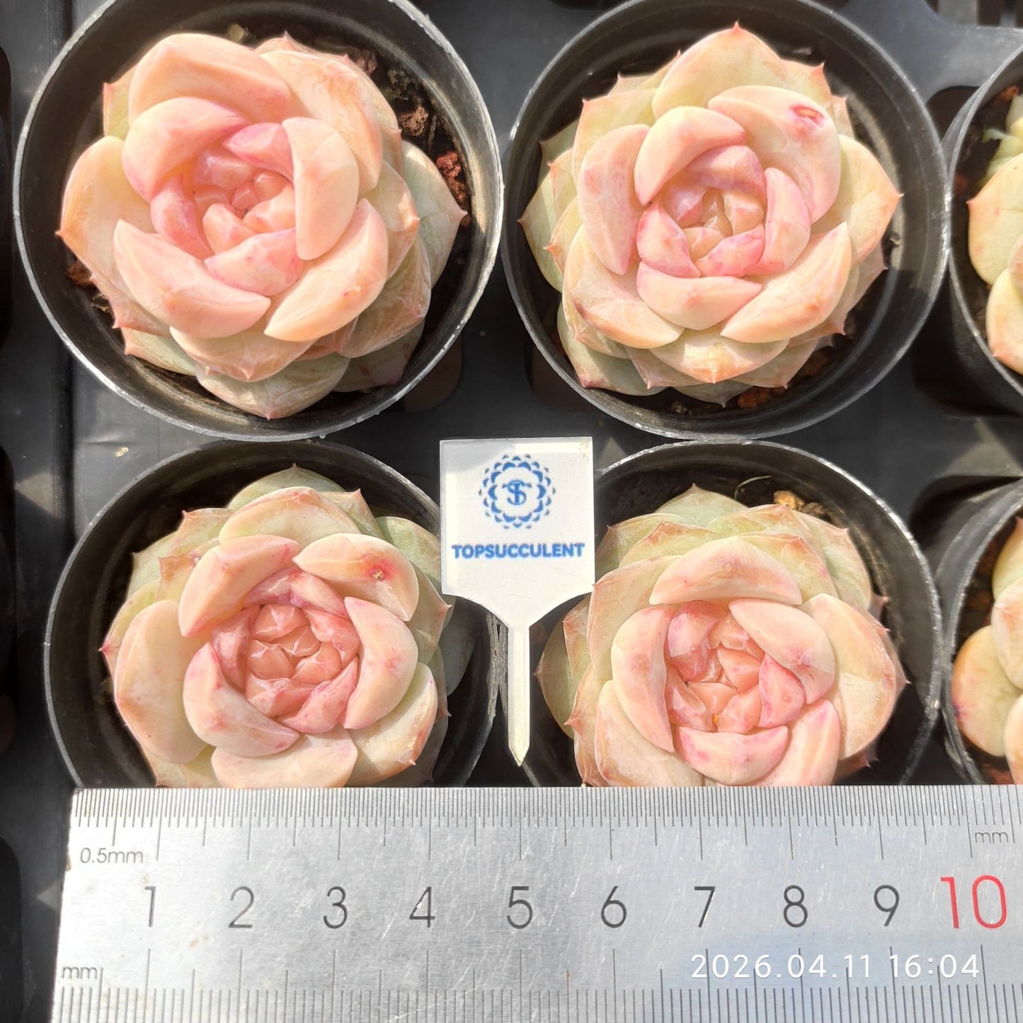 361509 ヘブン ピーチ