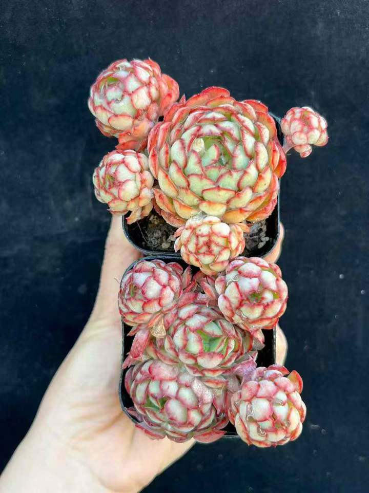 T26514 レッドバッド