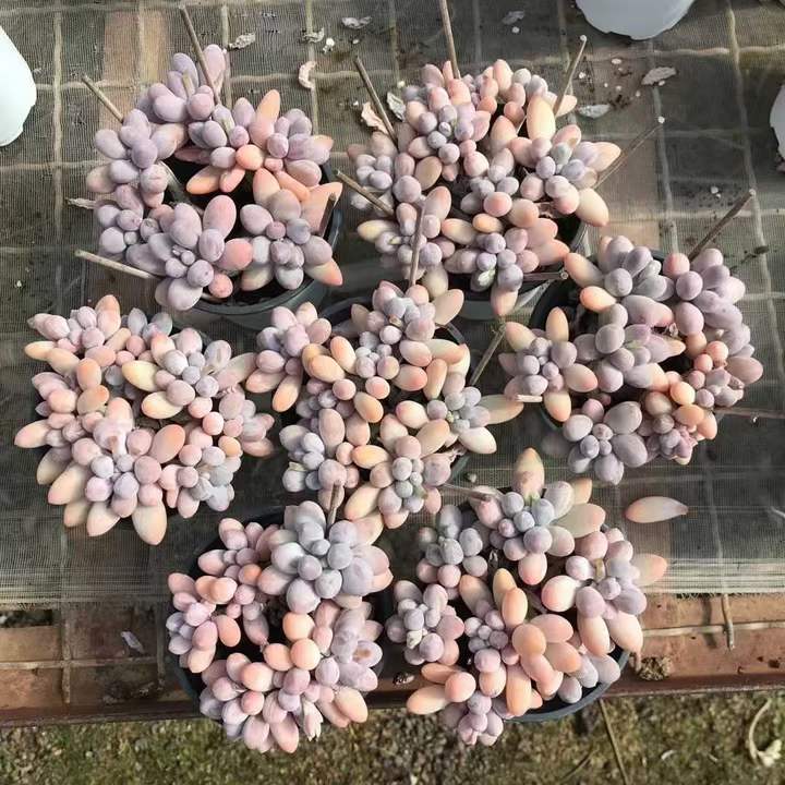 T26464 パフュームフィンガー