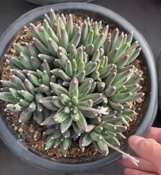 26537 アラカラー