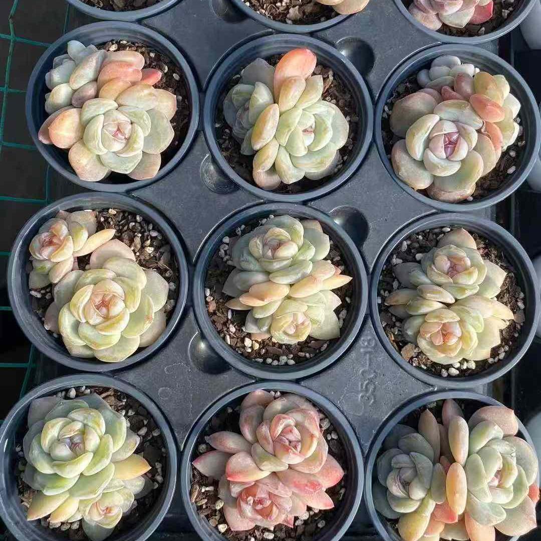 360005 アプリコットハロ