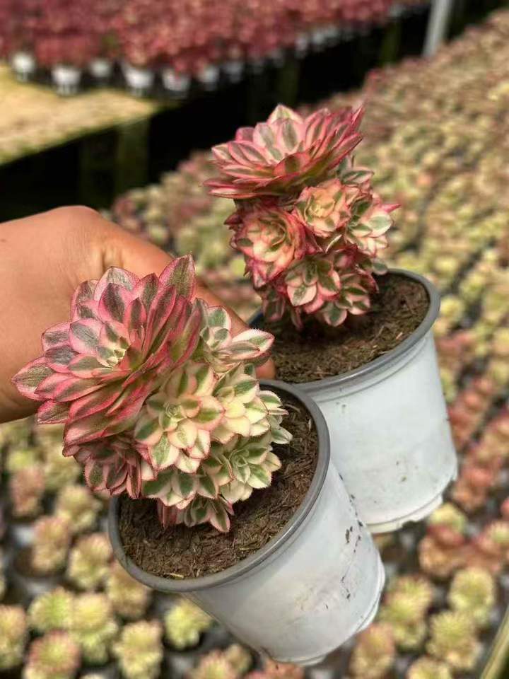 263671 アエオニウム ゴージャス