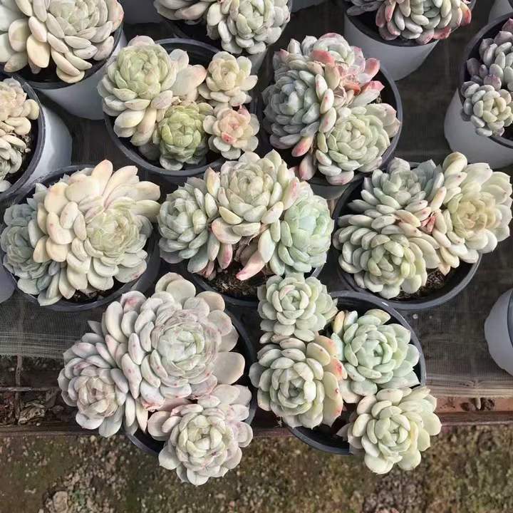 T26468 ホワイトラブ