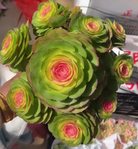 263541 アエオニウムハロウィン薬錦