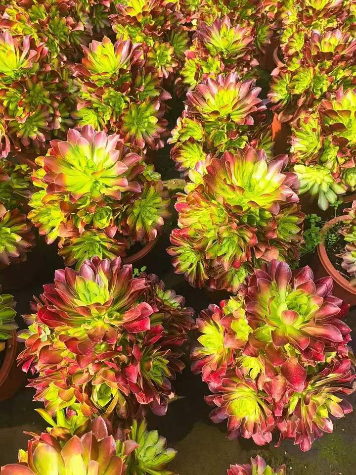 26573 アエオニウム グロリアスユース