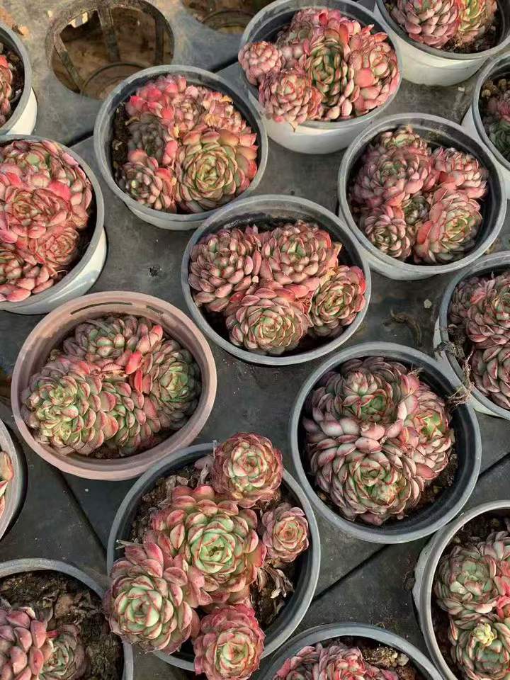 26541 ドリームローズ