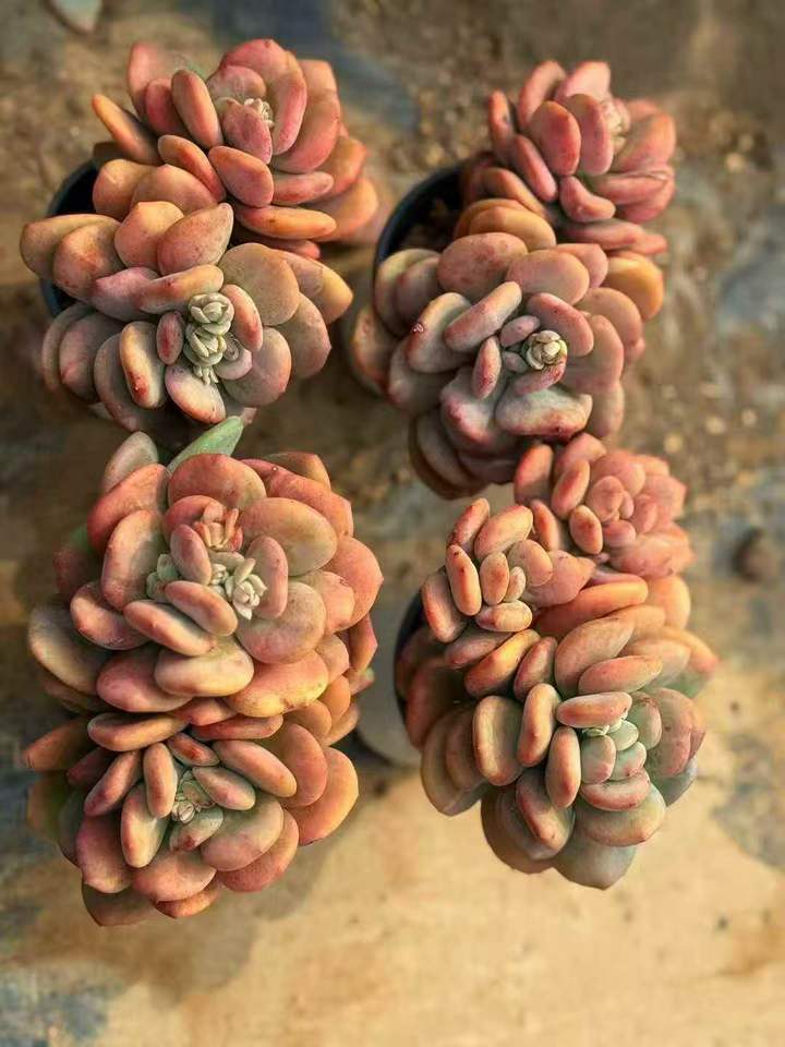 263981 ナイトギャラクシー錦