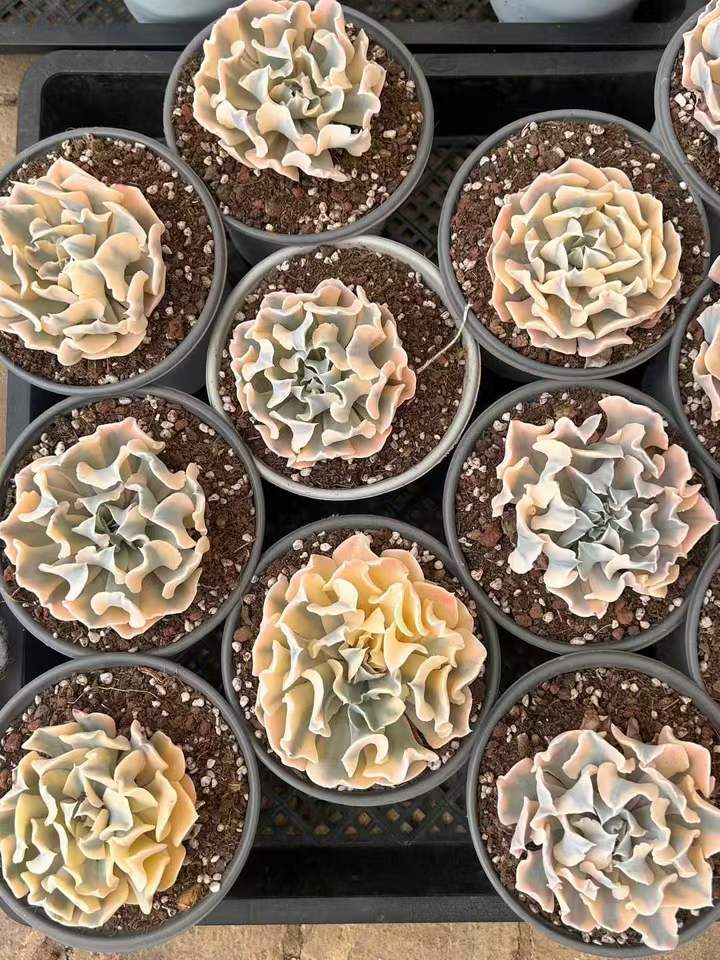 T26450 リベリア錦