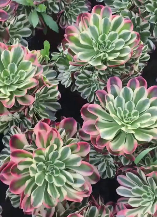 26570 アエオニウム ホワイトフェニックス