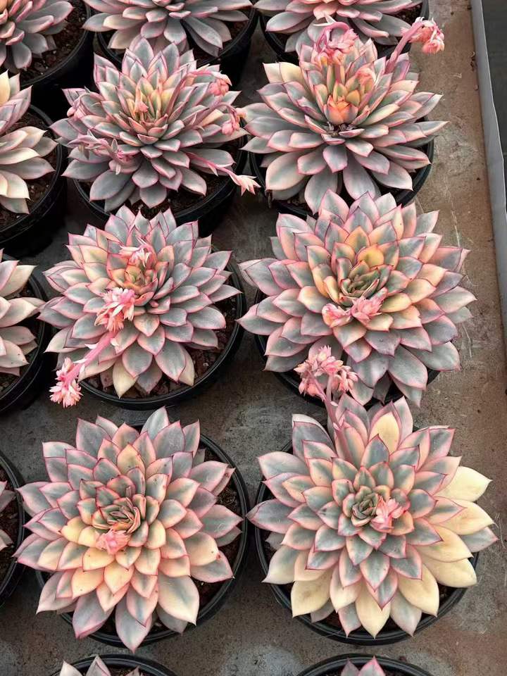 T26442 エスター錦