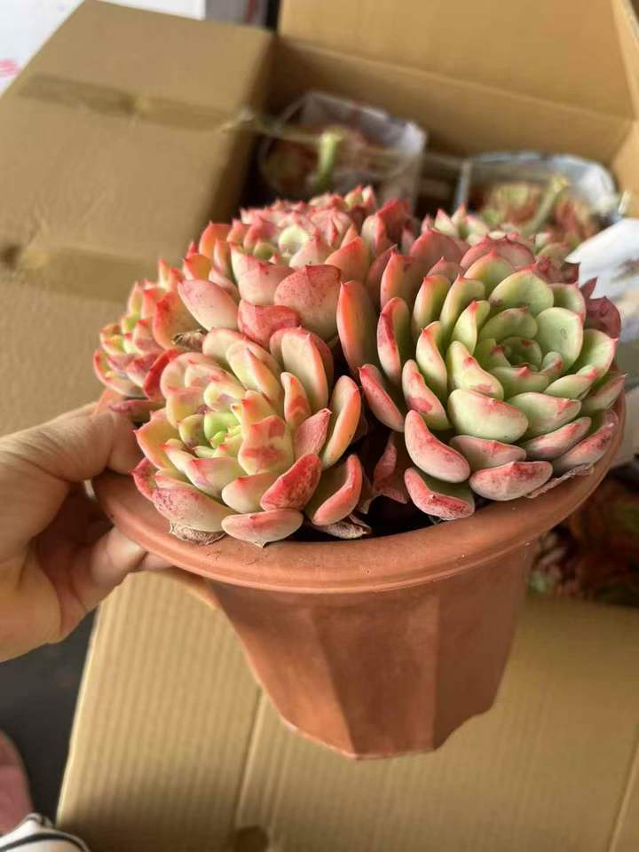 26503 シャルモン