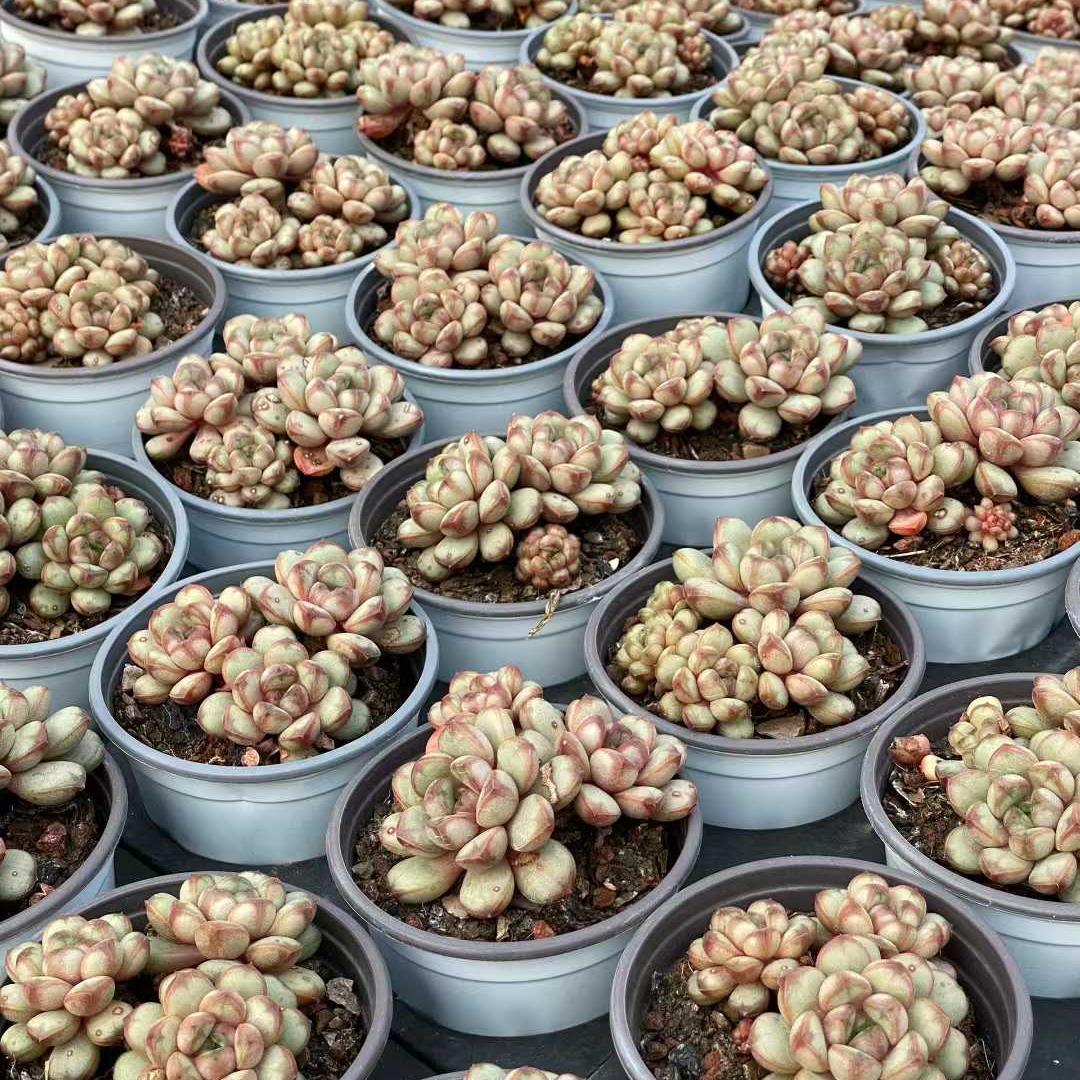 360097 アメトルム