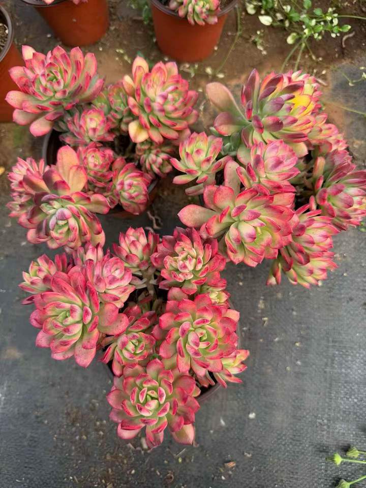 26489 ミニベル錦