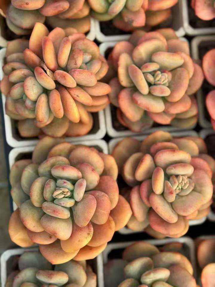 263971 ナイトギャラクシー錦