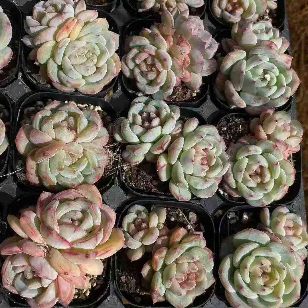 360015 ラブシック エンジェル