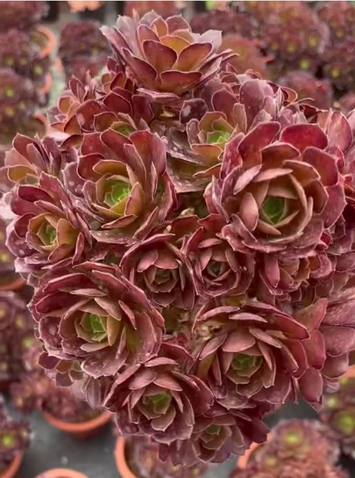 263751 ダッチ ローズ