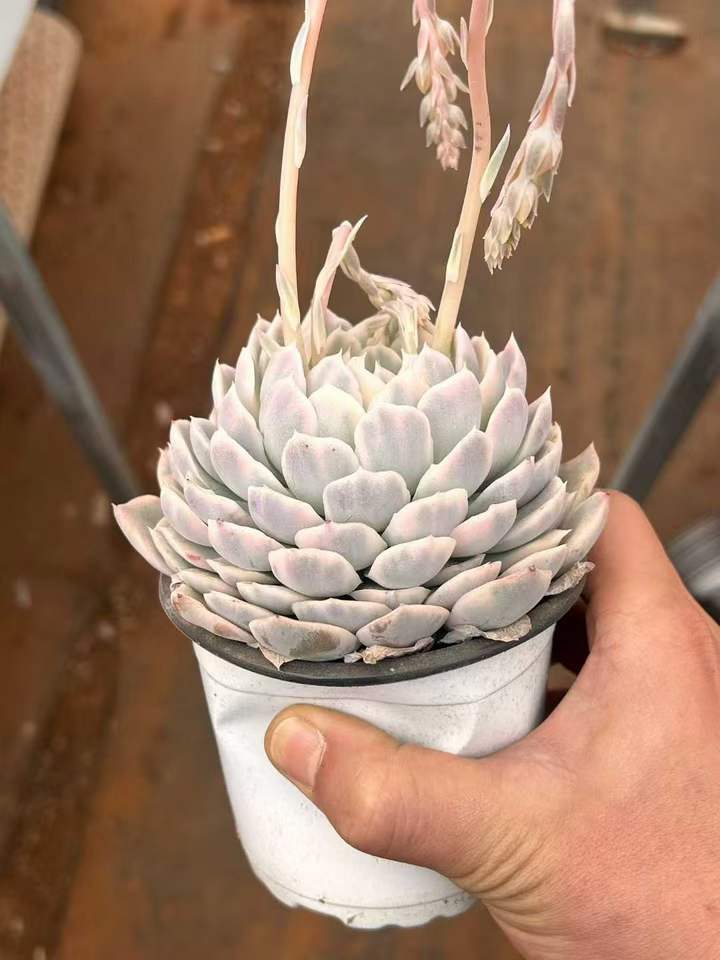 T26433 スノーボール 錦