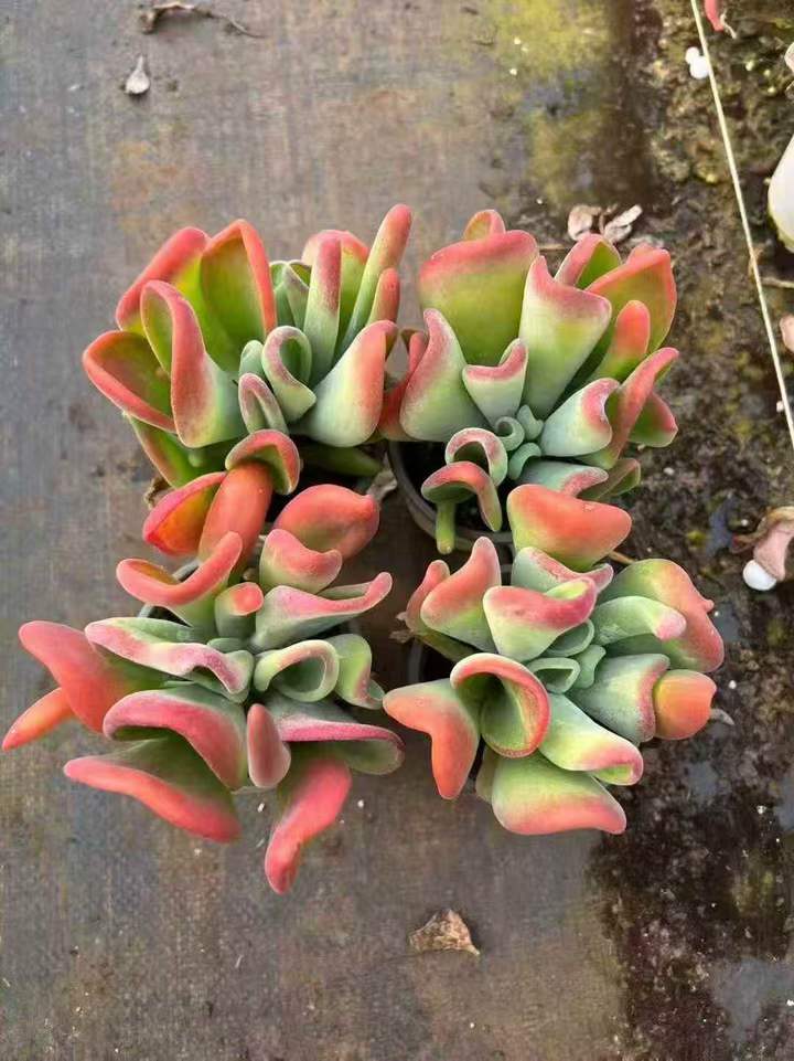 263061 ファイアフォックス