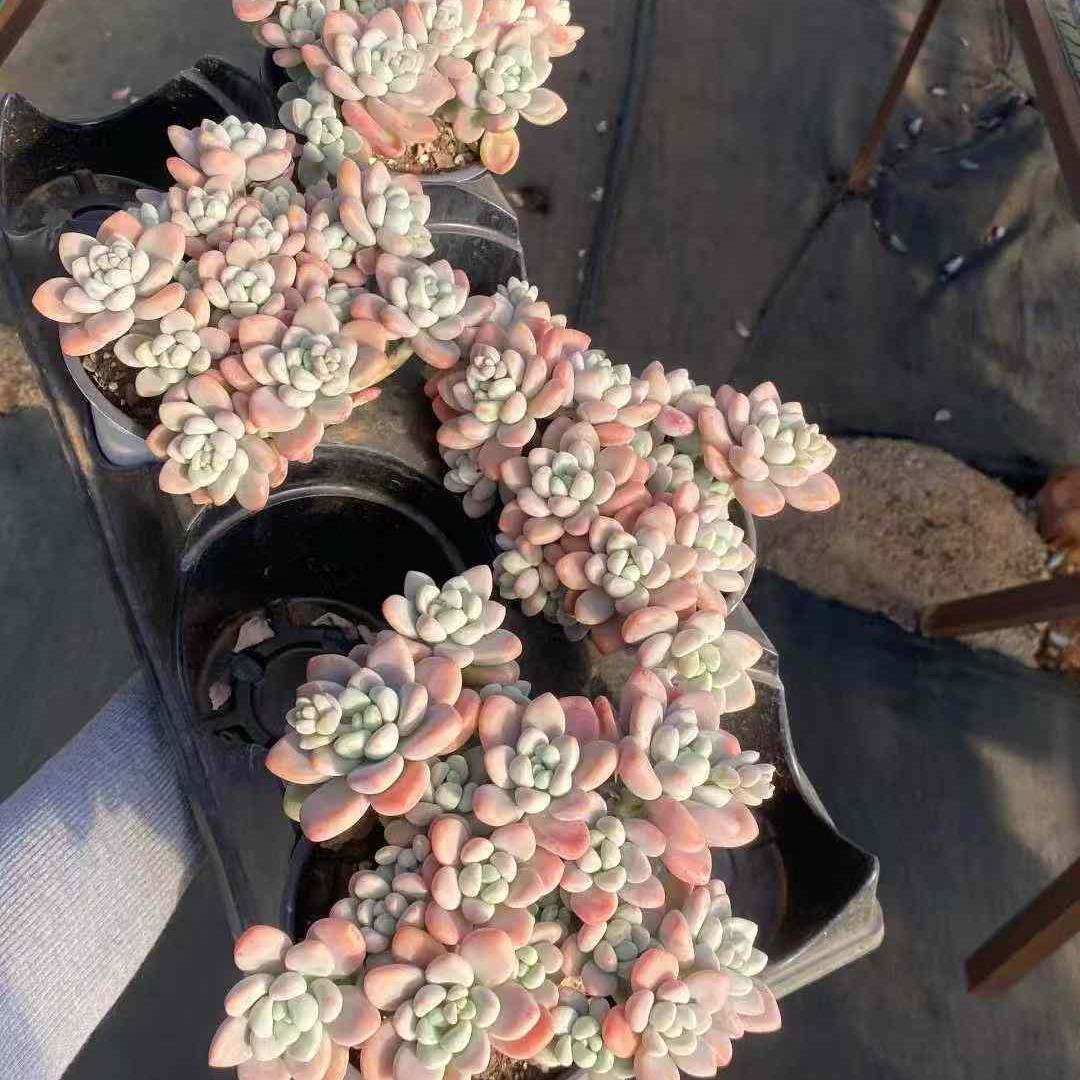 360002 レジェンド