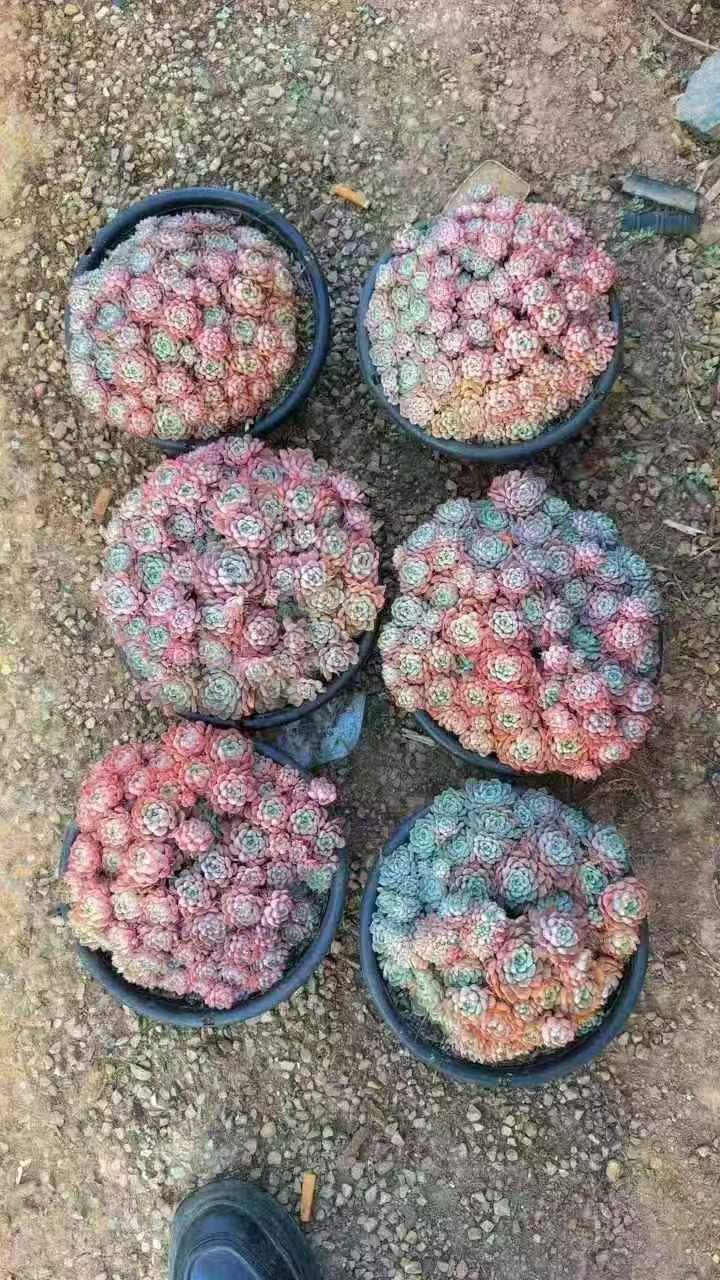 26485 マッチメーカー