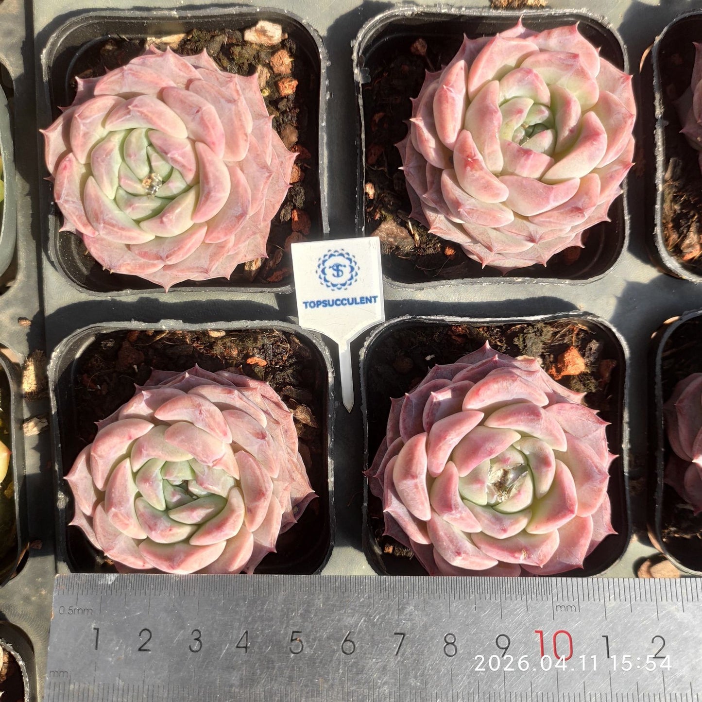 361499 ピンク ディアナ