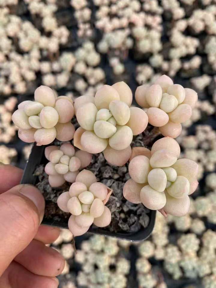 262591 バブルガム