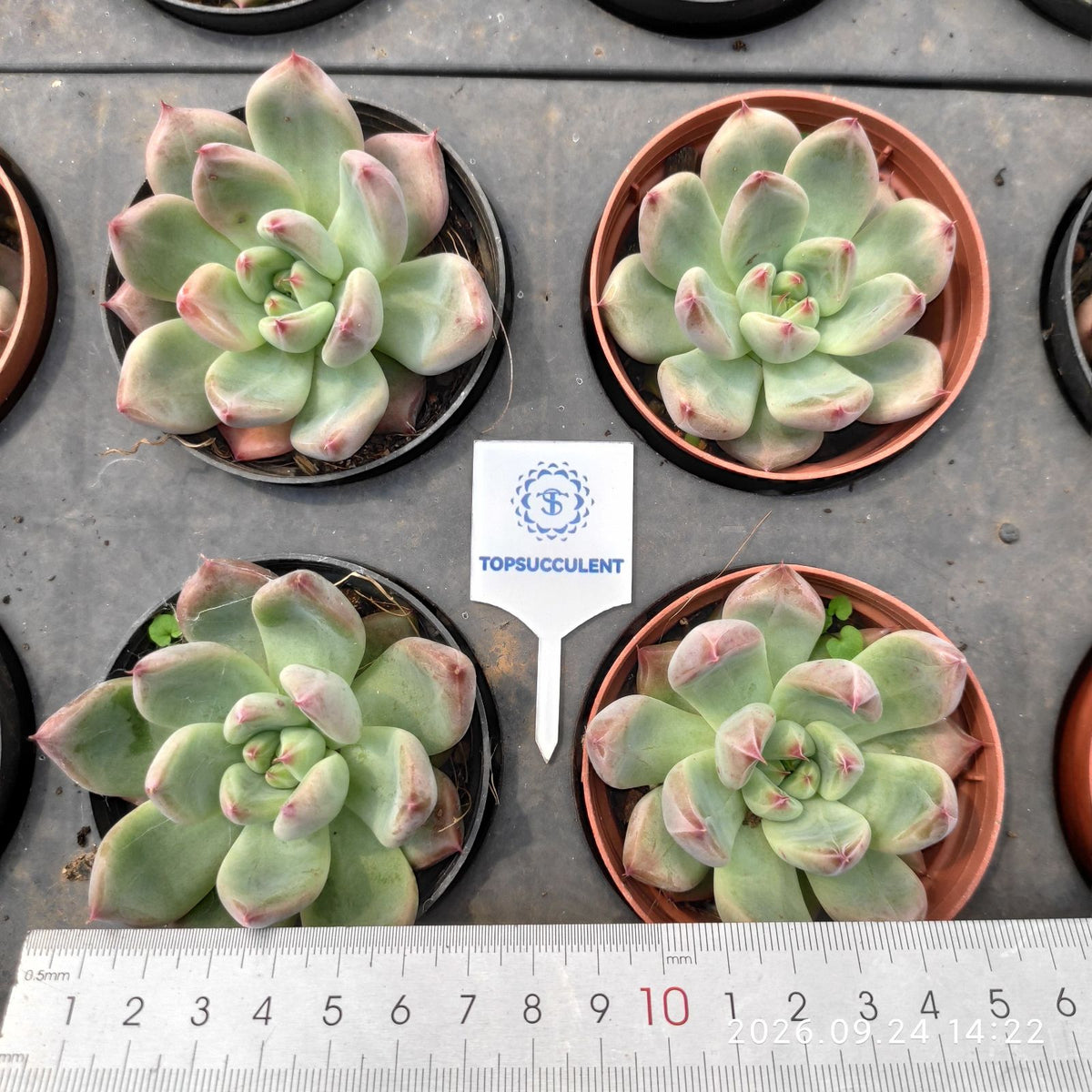 T5631 フィンガーリング