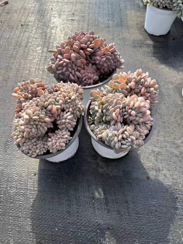 T26401 カーニーリャン クリスターター