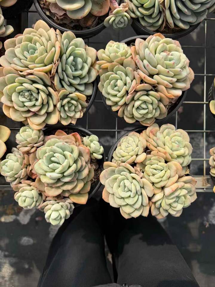 26539 スノーブロッサムシー